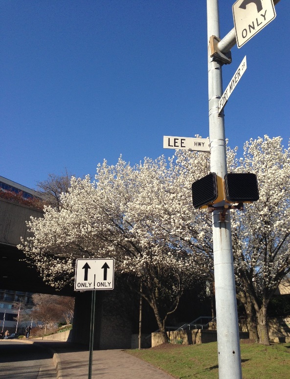 どや顔 を英語で アメリカの桜は日本から送られたものとアメリカ人に言われ 自分が褒められた気がしてうれしい ワーホリ 留学生が今日カナダで話した 英語