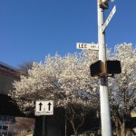 どや顔　を英語で。アメリカの桜は日本から送られたものとアメリカ人に言われ、自分が褒められた気がしてうれしい。